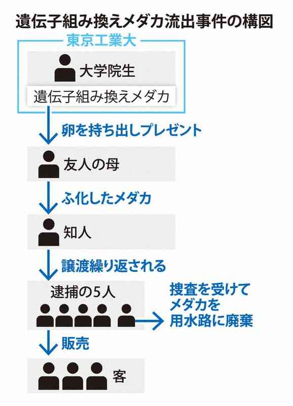赤く光るメダカ　違法拡散の始まりは13年前の「贈り物」 | 毎日新聞