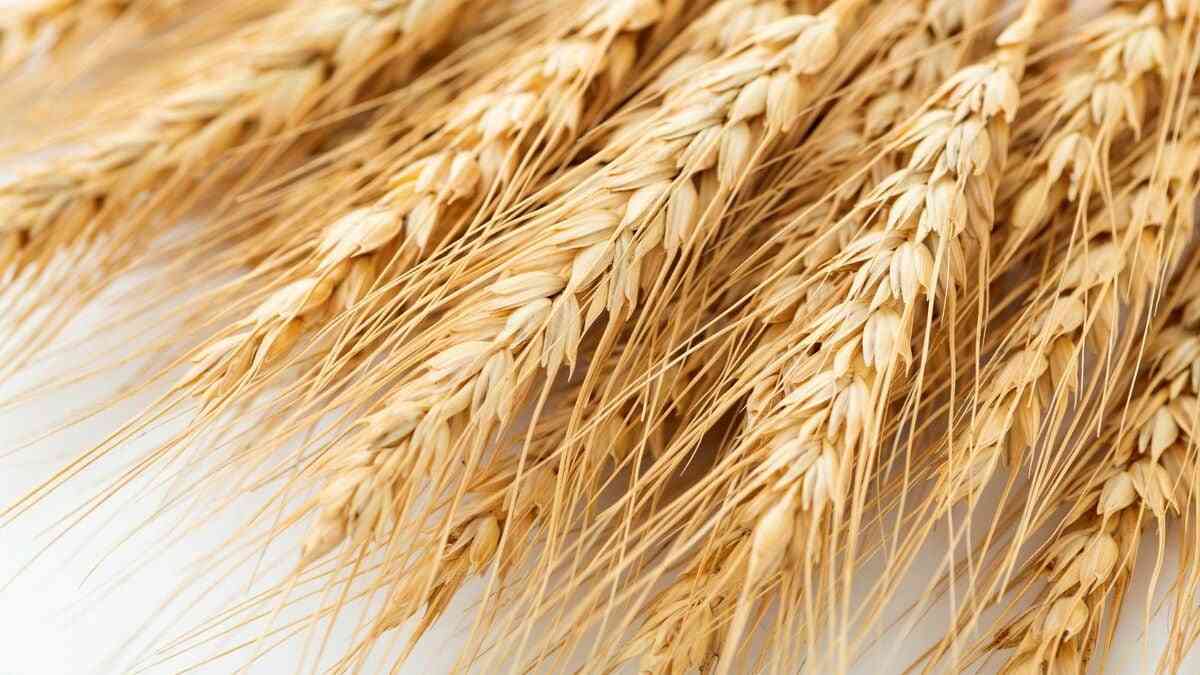 日本の食料自給率向上を｢米国が絶対許さない｣訳 | 政策 | 東洋経済オンライン | 社会をよくする経済ニュース