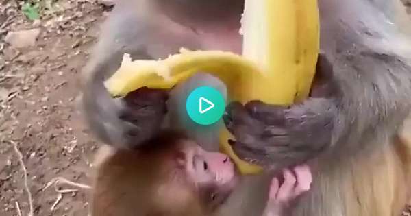 They are just furry humans - Album on Imgur