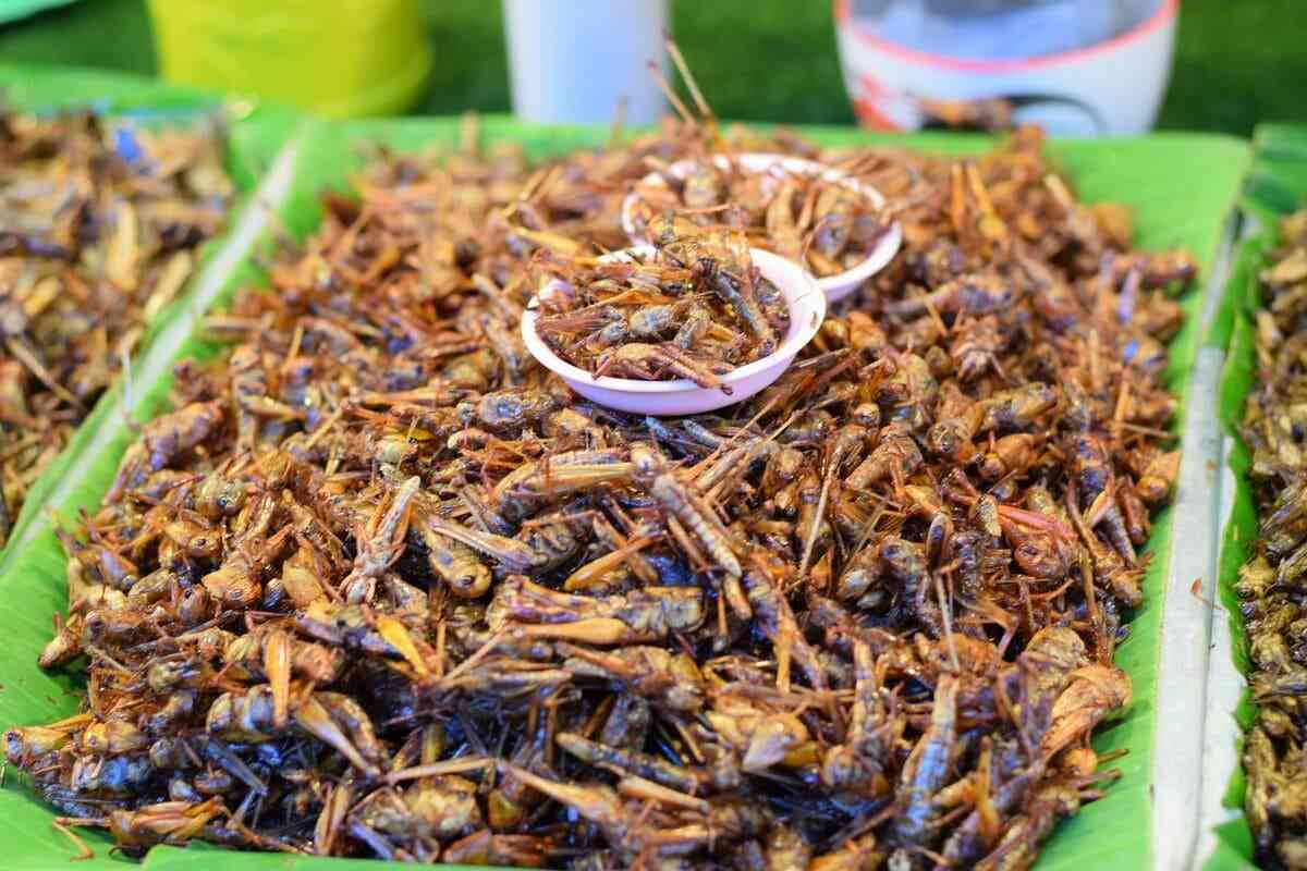 「コオロギ食」への差別行為が横行、嫌なら食べなきゃいいだけなのになぜ 虫を食べる文化もあるのに…近未来の食料難に向けた取り組み否定する不可思議(1/5) | JBpress (ジェイビープレス)