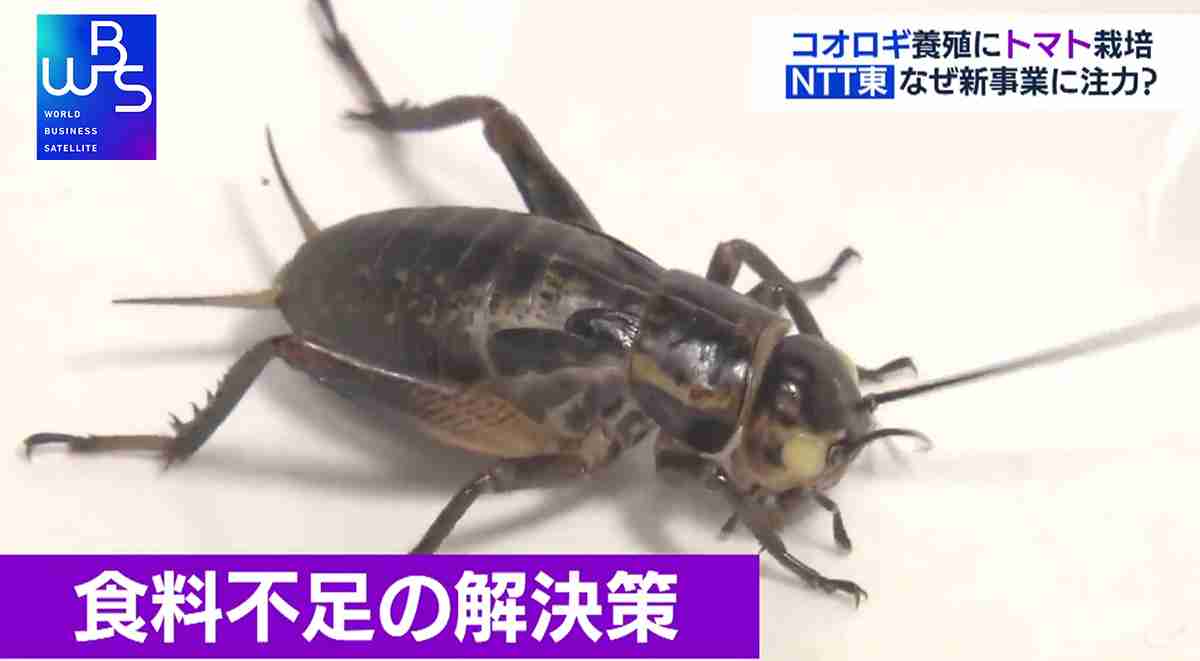 NTT東が参入 通信会社がコオロギを養殖するワケ【WBS】（テレ東BIZ） - Yahoo!ニュース