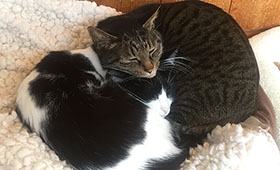先住猫と新入りの猫　初めは互いの匂いに慣らして | 犬・猫との幸せな暮らしのためのペット情報サイト「sippo」
