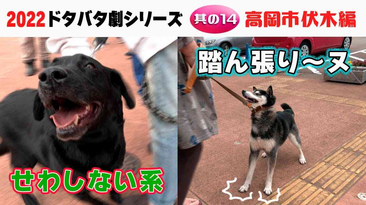 2022狂犬病予防注射会場のドタバタ劇・其の14 高岡市伏木編 - YouTube