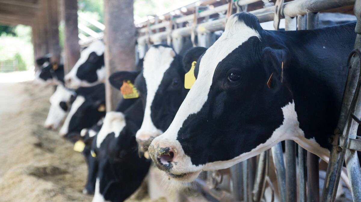 牛乳は捨てるほど余っているのに､なぜ値上げなのか…平均所得1000万円超の｢乳牛農家｣をめぐる深い闇 牛舎につないで輸入飼料を与え続ける｢酪農｣でいいのか | PRESIDENT Online（プレジデントオンライン）