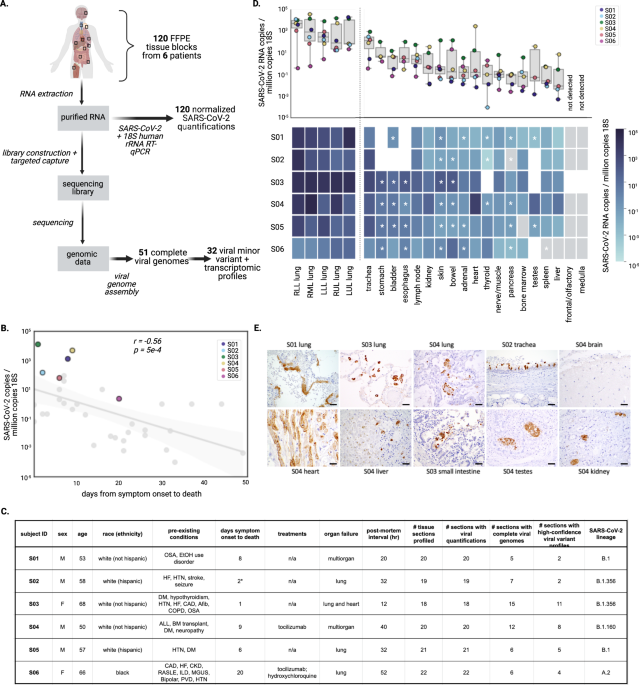 High-depth sequencing characterization of viral dynamics across tissues in fatal COVID-19 reveals compartmentalized infection | Nature Communications