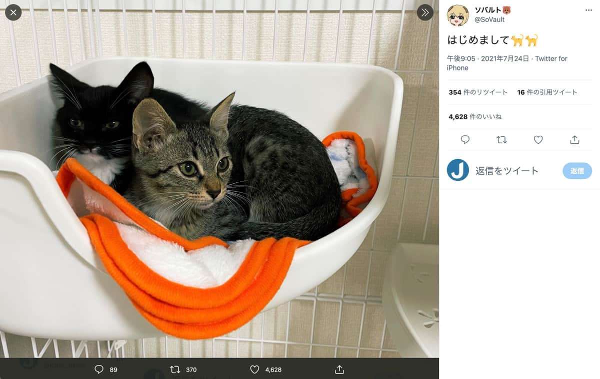 飼い猫激しく揺さぶる「虐待動画」拡散...人気ゲーム実況者謝罪　「遊んでいるつもりだった」「罪を自覚」: J-CAST ニュース【全文表示】