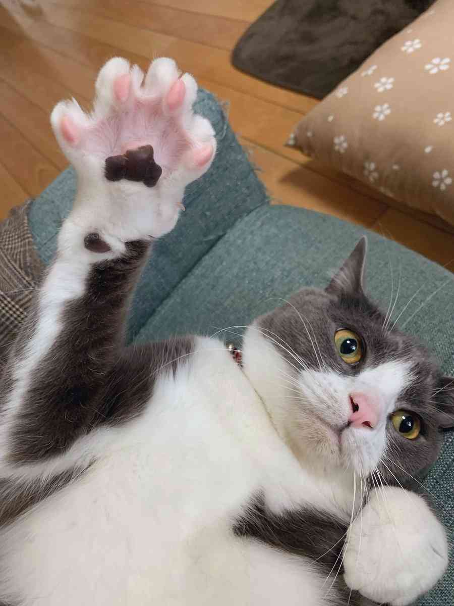 「肉球ってそうなってるのか！」お手々見せるの上手な猫さんによる