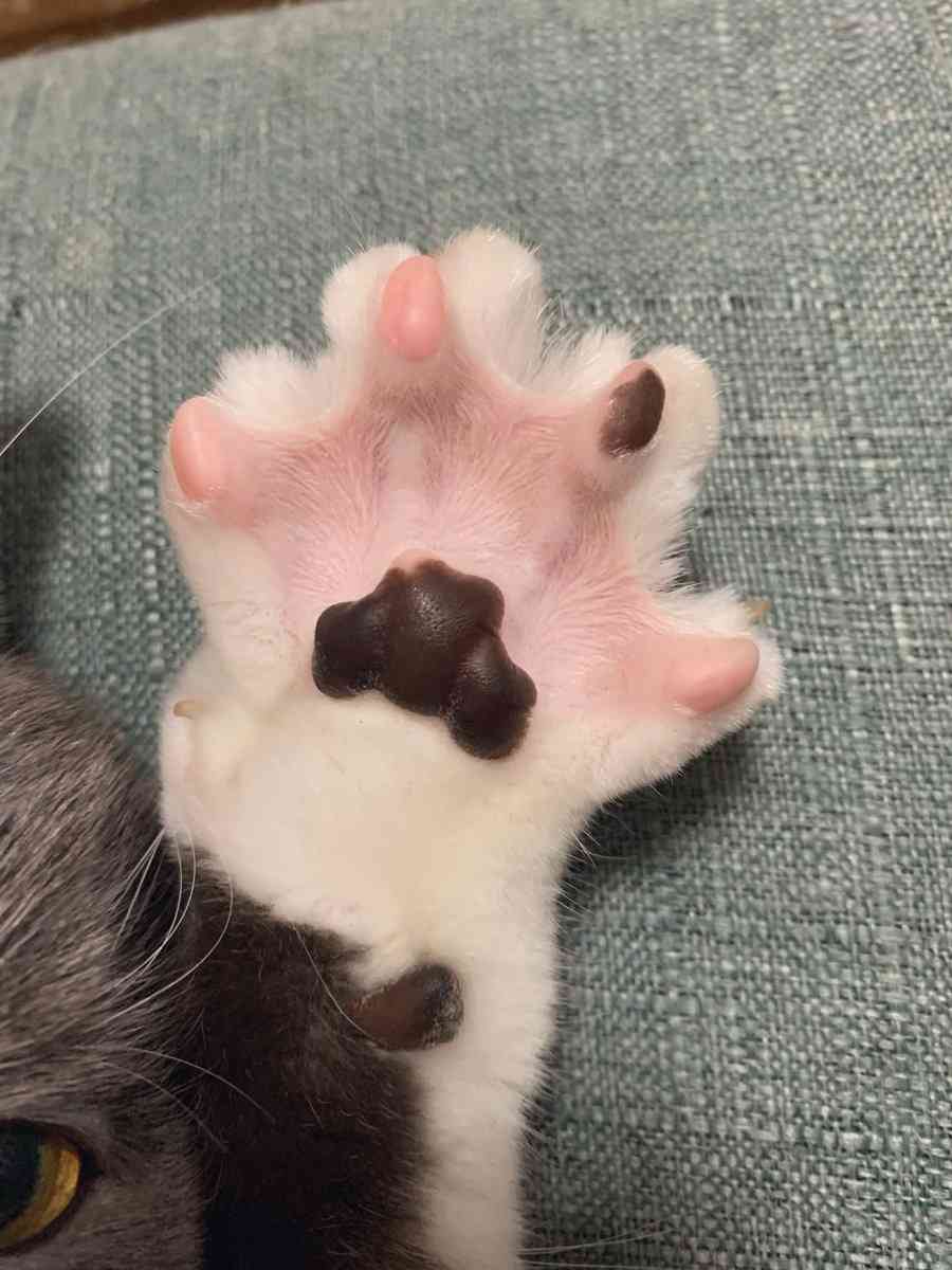 「肉球ってそうなってるのか！」お手々見せるの上手な猫さんによる