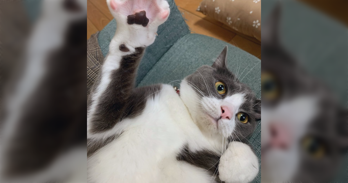「肉球ってそうなってるのか！」お手々見せるの上手な猫さんによる