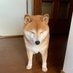 MMT太郎?消費税は預かり税ではありません… on Twitter: 