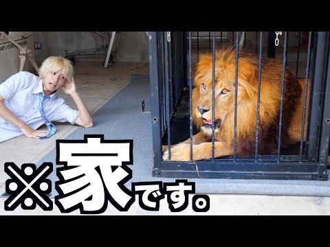 【百獣の王】オレの家にライオン来たんだがwwwwwwwwwww - YouTube