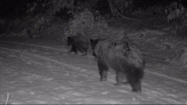 冬眠しない？北海道で冬グマ出没相次ぐ 「わずかな刺激で目覚める恐れも」【北海道発】｜FNNプライムオンライン