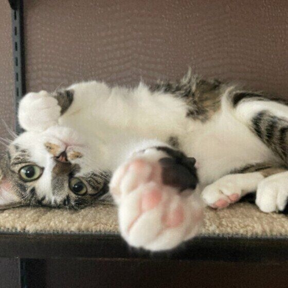 肉球の色で猫のタイプがわかる？ 猫の毛柄のパターンと性格の傾向｜ねこのきもちWEB MAGAZINE