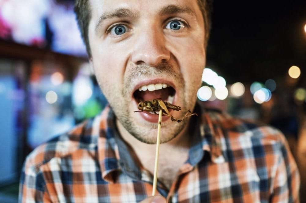 欧州がコオロギを「食品」認定。代替肉から昆虫食まで、食糧危機を救う「未来のたんぱく質」 | サステナビリティ・SDGs 事業開発支援 | I4G Business Design Lab