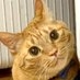 ねこ美 on Twitter: 