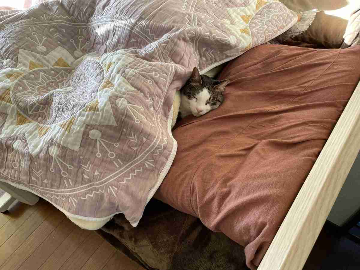 「サステにゃブル…」人間が出た後の布団に入って余熱で暖をとる猫ちゃんが賢い「幸せそう」