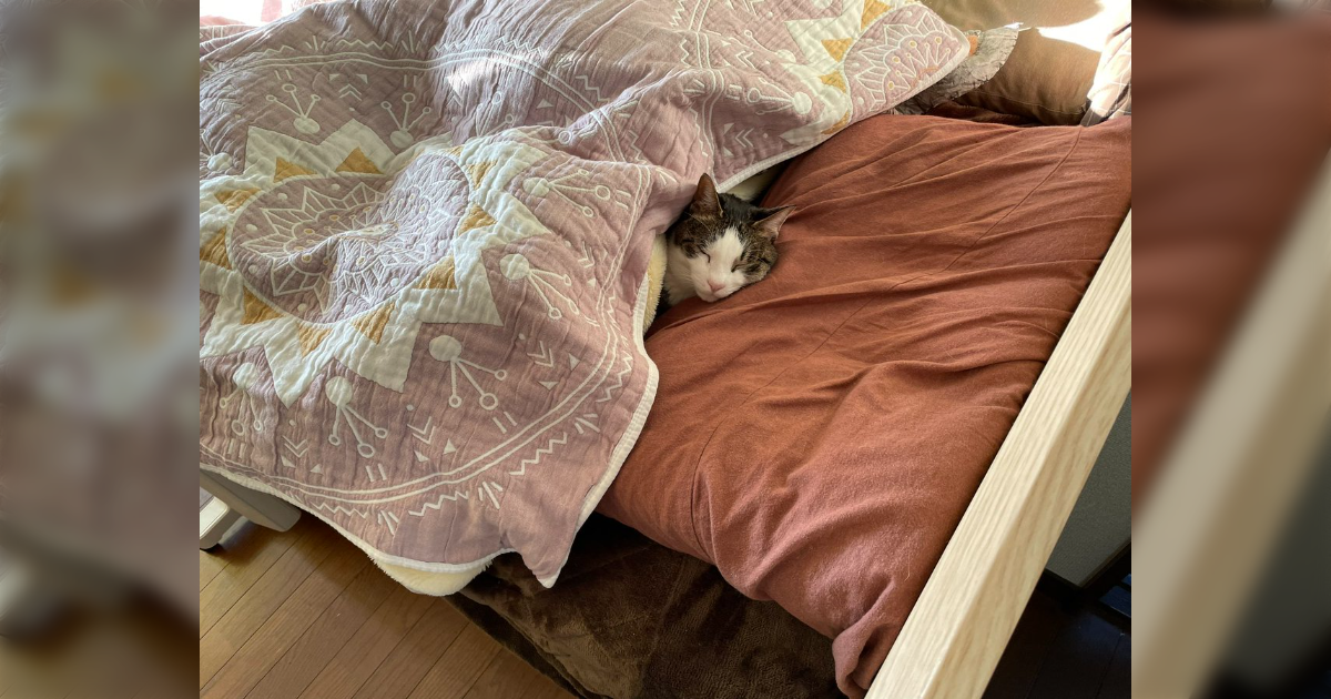 「サステにゃブル…」人間が出た後の布団に入って余熱で暖をとる猫ちゃんが賢い「幸せそう」 - Togetter