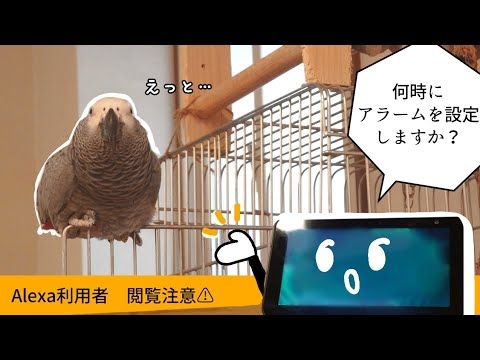 アレクサvs.お喋りヨウムのずぅちゃん「アラーム」の呪縛編 - YouTube