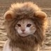 ⬛️Lioncat? on Twitter: 