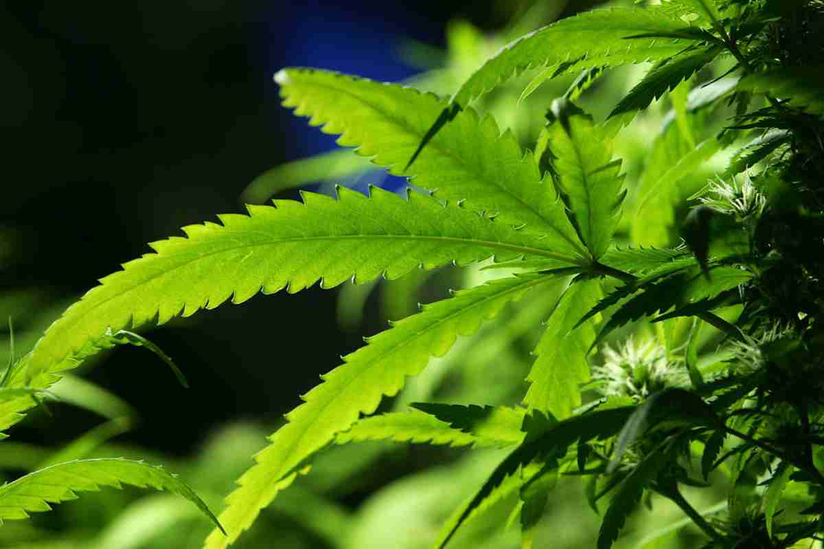 大麻の使用で心臓病リスク増大　研究結果 | Forbes JAPAN 公式サイト（フォーブス ジャパン）