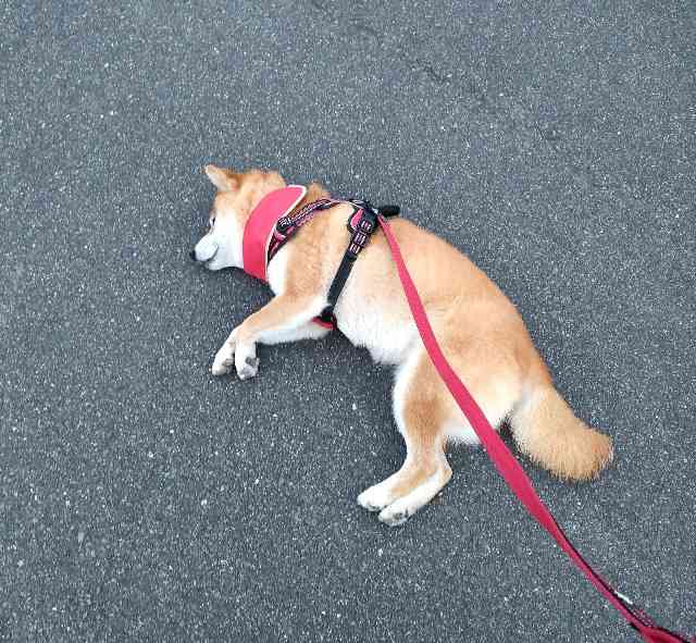 「帰りたくない」全身の力を抜いた秋田犬の“帰宅拒否”がスゴい！体重は約36kg…その後を飼い主に聞いた