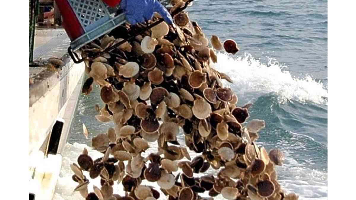 ホタテの稚貝が大量死、網走・能取湖で１億８０００万個…原因は不明 : 読売新聞