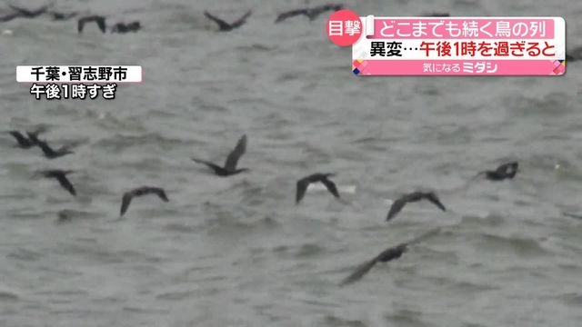海上にどこまでも続く鳥の列　1時間近くも次々と…「カワウ」か　千葉・習志野市（日テレNEWS） - Yahoo!ニュース