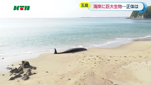 砂浜にクジラ？五島で打ち上げられる…詳細は不明【長崎】（KTNテレビ長崎） - Yahoo!ニュース