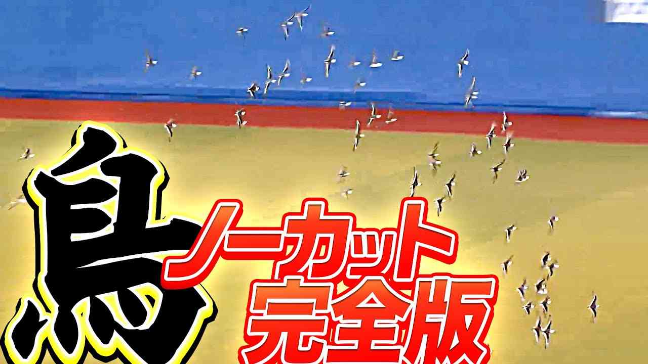 【ノーカット完全版】鳥に占拠されたZOZOマリンを“英雄・角中勝也”が救う【伝説の20分間】 - YouTube