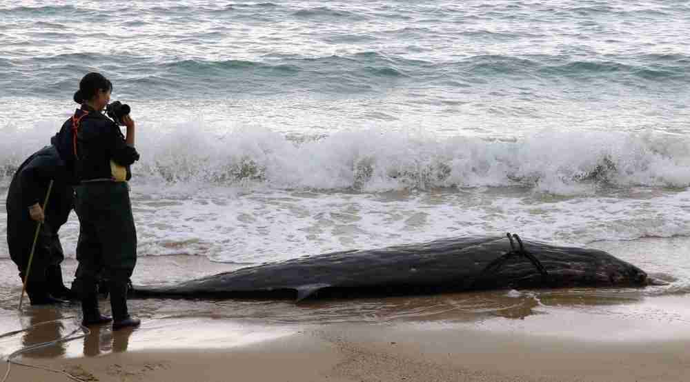 身近な砂浜で「びっくり」　海岸に４メートル超のコブハクジラ　五島・富江に漂着　長崎（長崎新聞） - Yahoo!ニュース