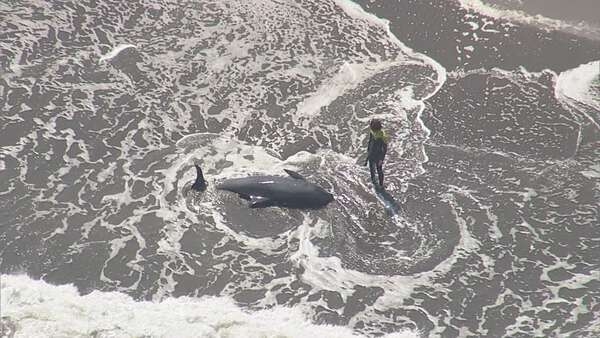 【速報】約30頭のイルカが海岸に打ち上げられる　千葉・一宮町の海岸|au Webポータル国内ニュース