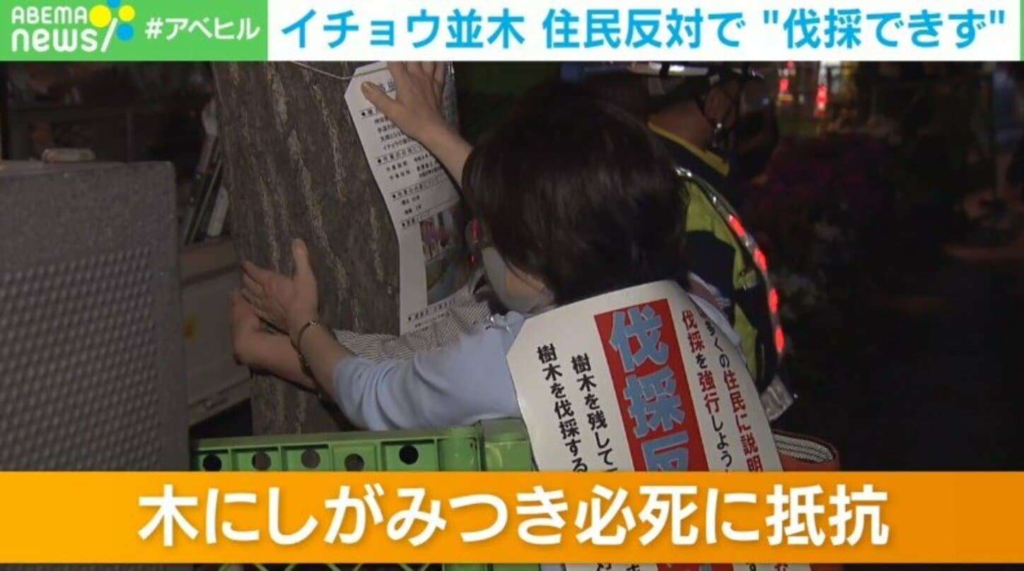 「私たちの木なの！」神田警察通りの伐採計画　反対する住民らが木にしがみつく