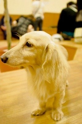 50代男性はなぜ収容犬を殴り殺したのか　相性が悪く、積もり積もった感情が出て…: J-CAST ニュース【全文表示】