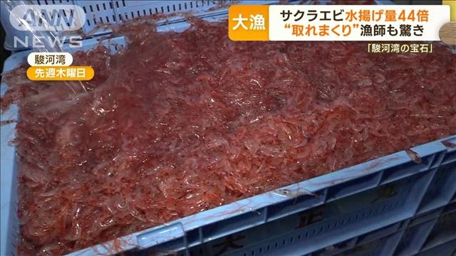 駿河湾の宝石「サクラエビ」が“豊漁”　不漁から一転…水揚げ量“44倍”も原因不明（テレビ朝日系（ANN）） - Yahoo!ニュース