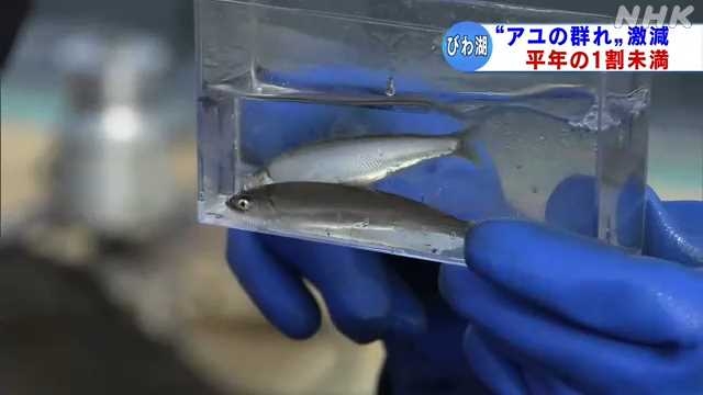 びわ湖のアユの群れ 滋賀県水産試験場の調査で平年の１割未満｜NHK 滋賀県のニュース
