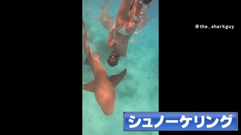 【恐怖】“天国に一番近い島”モルディブで女性がシュノーケリング中 突然サメがかみつき　三日月形の痕くっきり…原因は近づきすぎ？