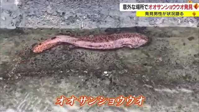 「普通はいない。いちゃいけない」場所にオオサンショウウオ…高梁川付近で男性が偶然発見【岡山・倉敷市】 | OHK　岡山放送