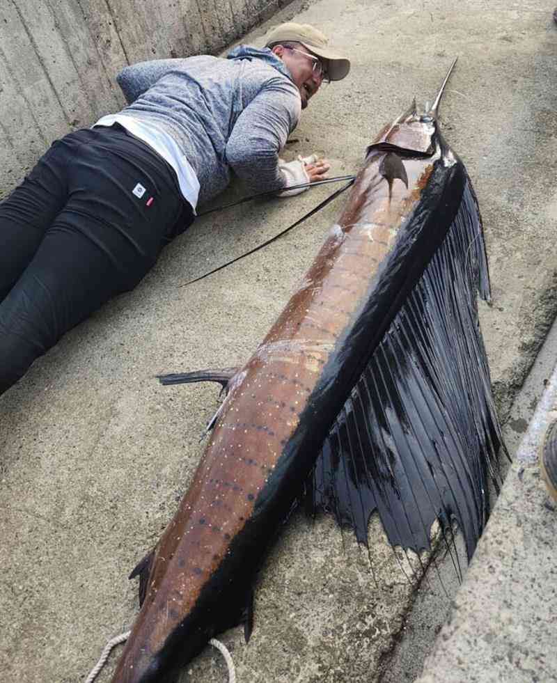 体長2.4メートルのバショウカジキ釣れる  専門家「非常に珍しい」／台湾（中央社フォーカス台湾） - Yahoo!ニュース