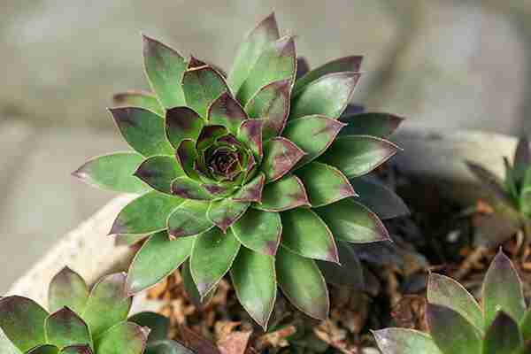 【多肉植物】 センペルビウムの育て方とは？増やし方や植え替えについて | 植物とあなたをつなぐPlantia