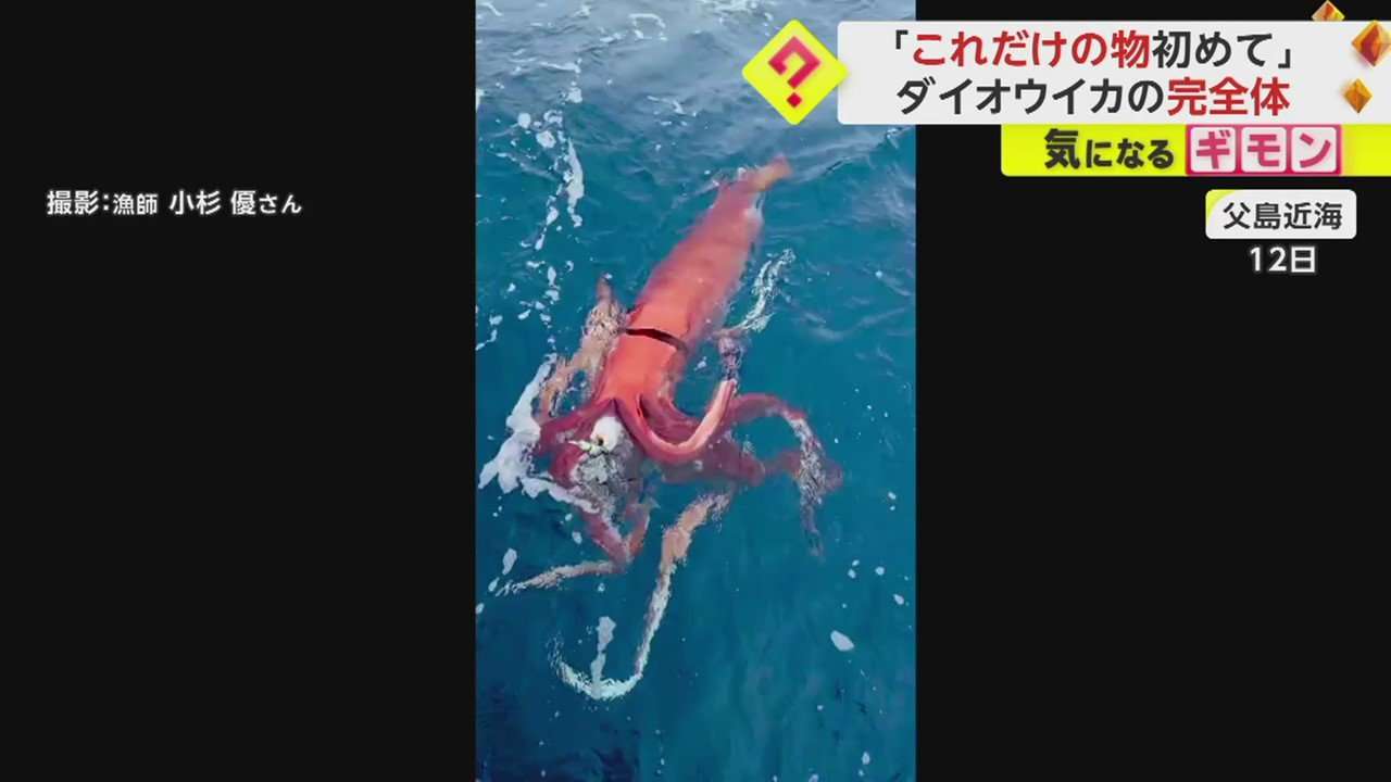 【漁師10年で初】父島近海で“完全体”ダイオウイカが釣り上がる…体長約4mに漁師も仰天　深海に生息も近年各地で目撃　（FNNプライムオンライン） - Yahoo!ニュース