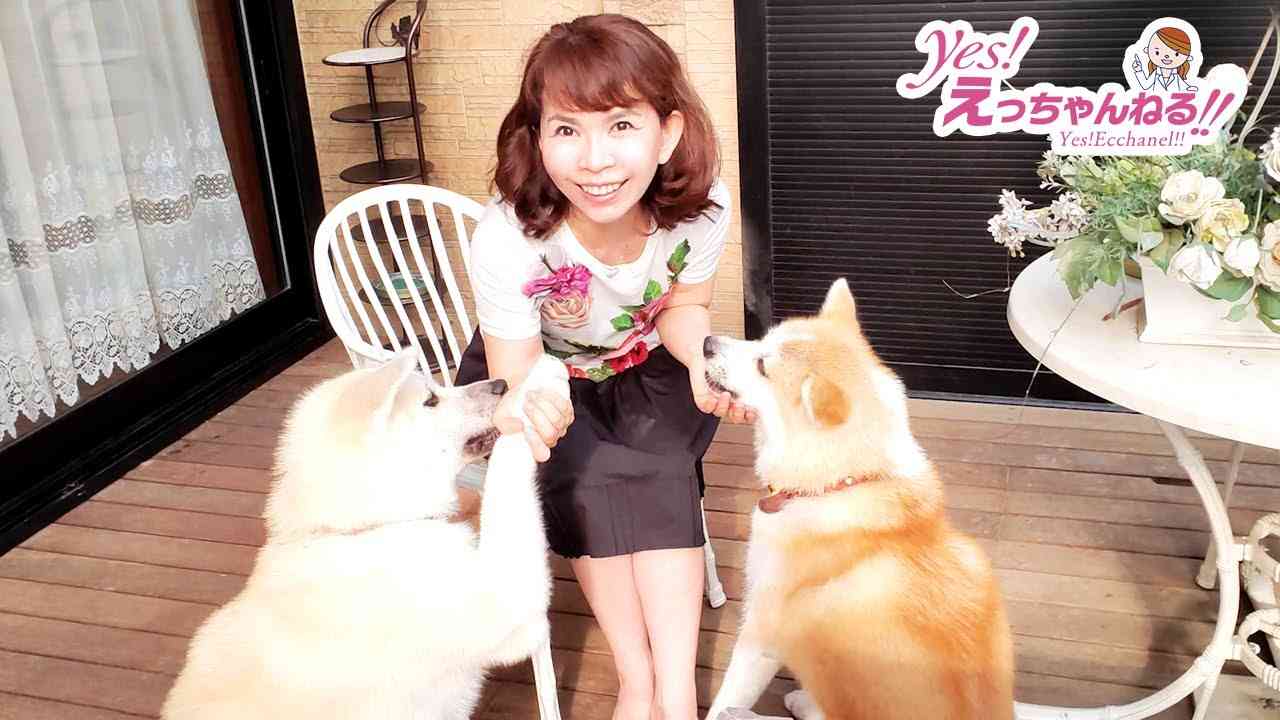 ちびちゃんお手ができましたワン♪【我が家のわんこちゃんを紹介します！】 - YouTube
