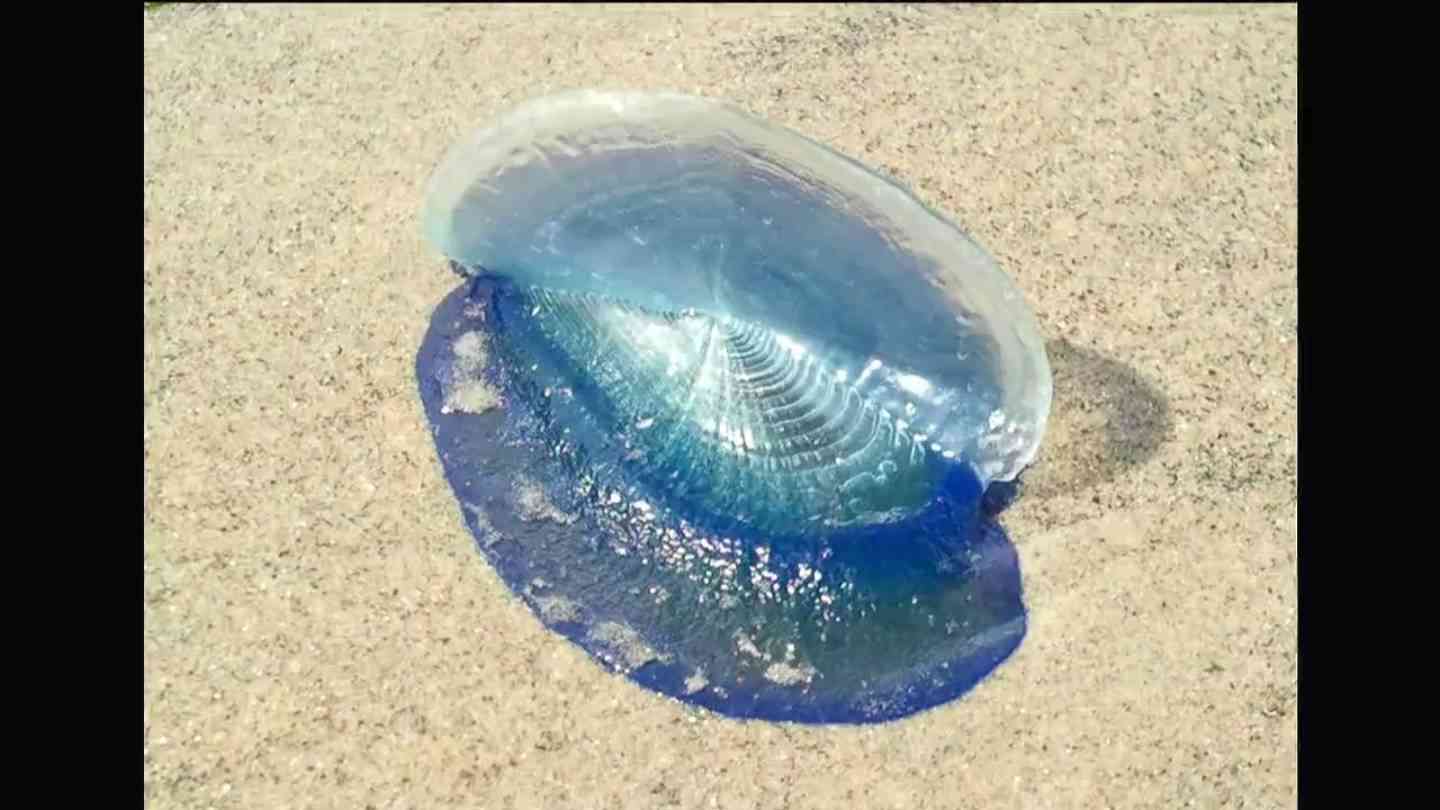 海開きに影響は？　奄美の海岸で毒クラゲ「カツオノカンムリ」に注意　絶対触らないで！！　鹿児島（MBC南日本放送） - Yahoo!ニュース