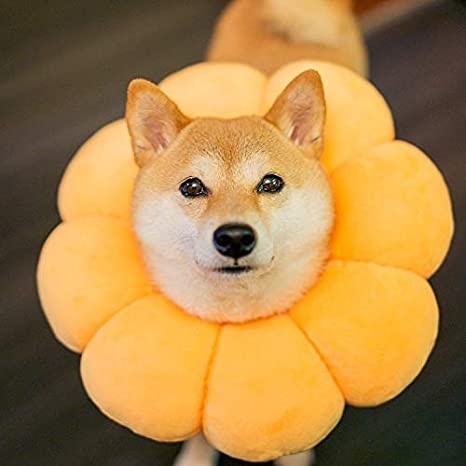 20年で34億個販売の『ポン・デ・リング』 “もちもち”で革命起こした背景に「アメリカ文化への憧れ」からの脱却