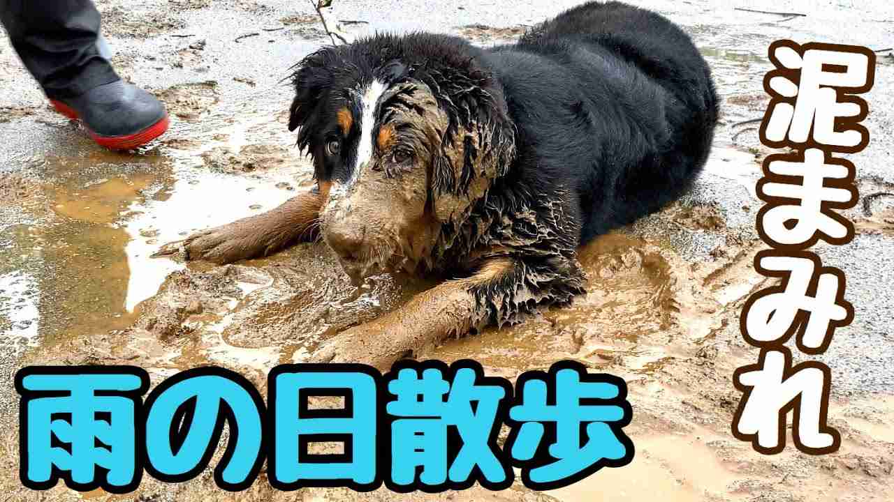 雨が大好きなバーニーズマウンテンドッグ【大型犬】6ヶ月 - YouTube