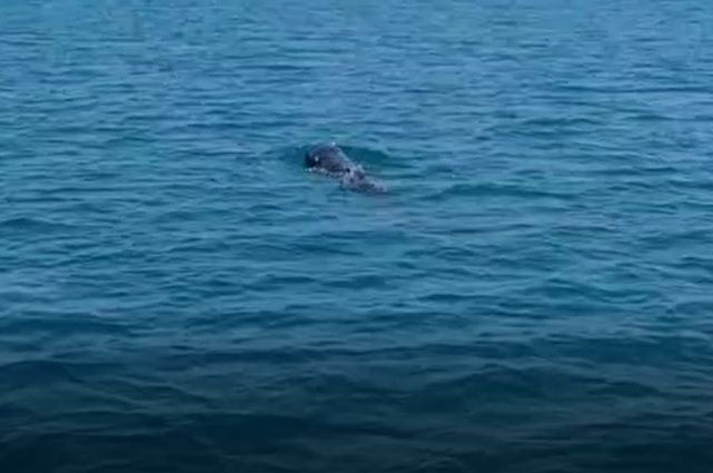 【動画あり】迷子のクジラ、漁港から出る　3時間かけて船で沖合へ誘導　沖縄・浦添市（琉球新報） - Yahoo!ニュース