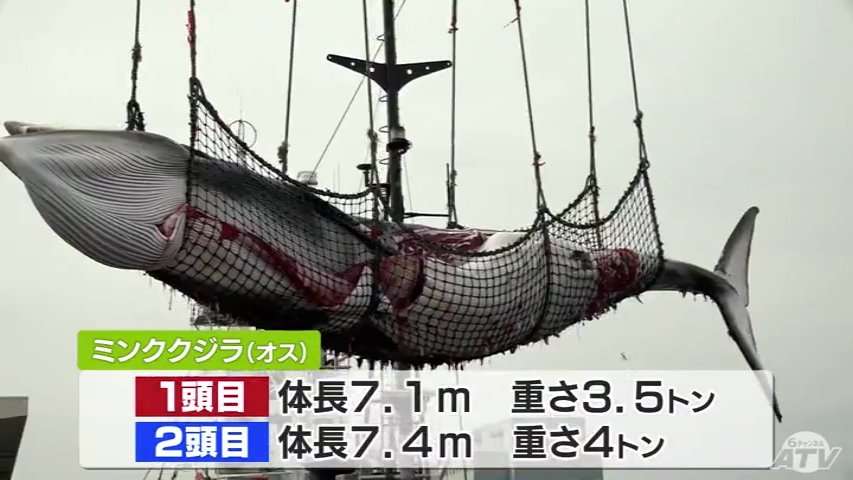 「初漁できた」ミンククジラ2頭水揚げ　今季の商業捕鯨・青森県内2か所拠点に開始（ＡＴＶ青森テレビ） - Yahoo!ニュース