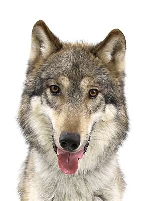 「基本的には人を見て逃げてしまう」千葉・南房総で保護犬の“ウルフドッグ”が逃走　警察が捜索