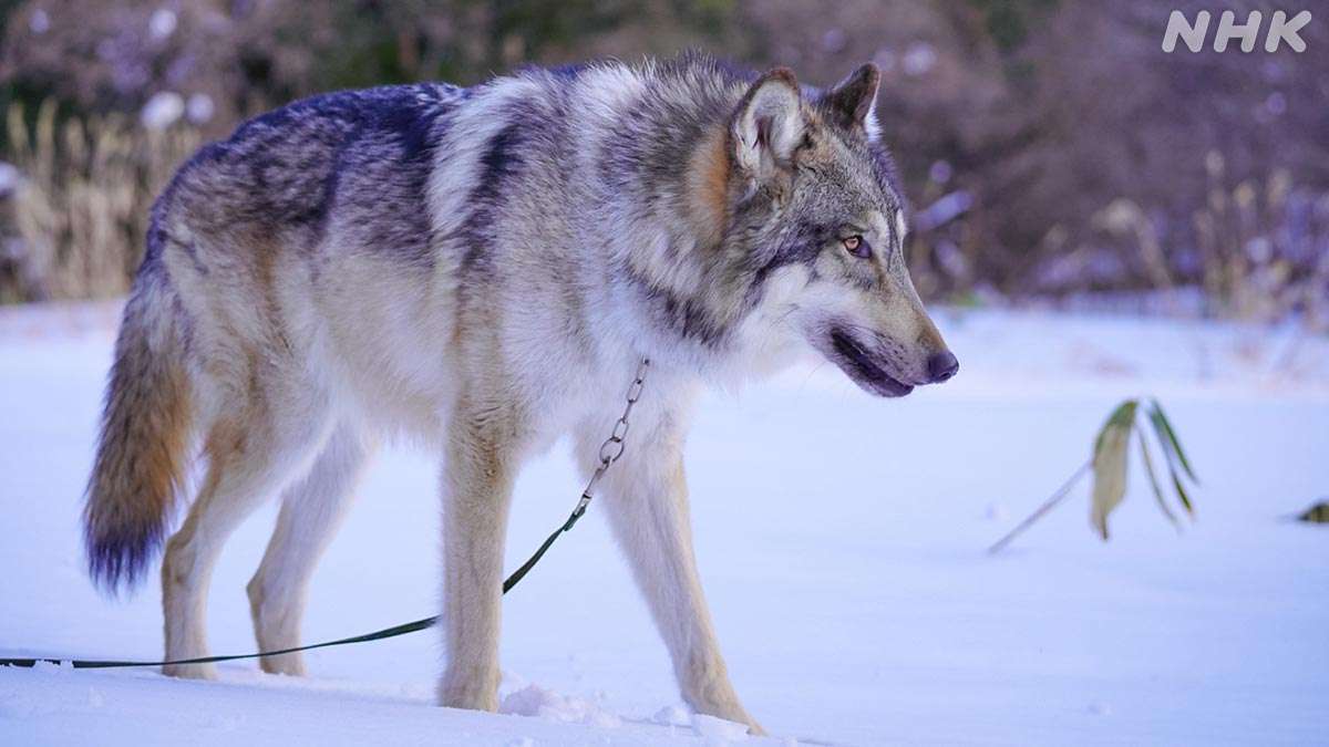 「基本的には人を見て逃げてしまう」千葉・南房総で保護犬の“ウルフドッグ”が逃走　警察が捜索