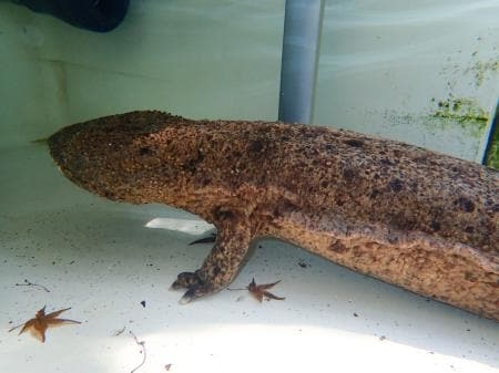 オオサンショウウオが死ぬ　広島 | 中国新聞デジタル