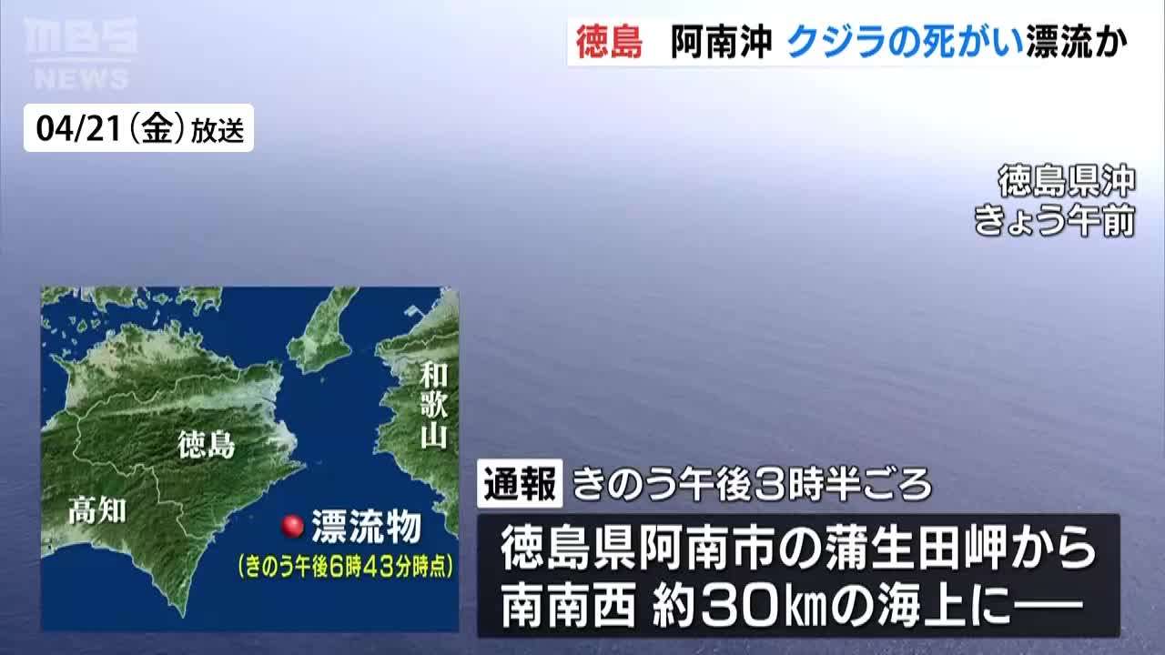 「クジラの死がいのような漂流物」長さ約15m・幅約3m　海保が注意呼び掛け　徳島県沖 - MBSニュース | Yahoo! JAPAN